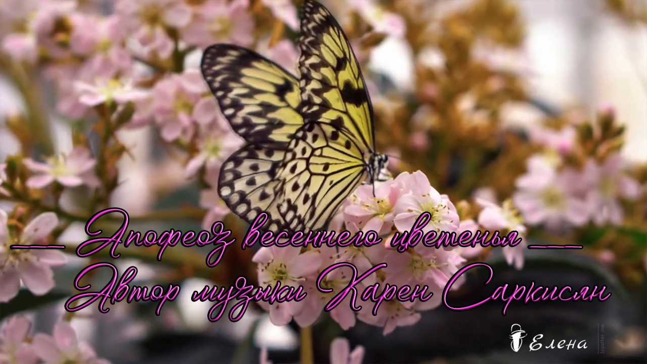 Апофеоз весеннего цветения*