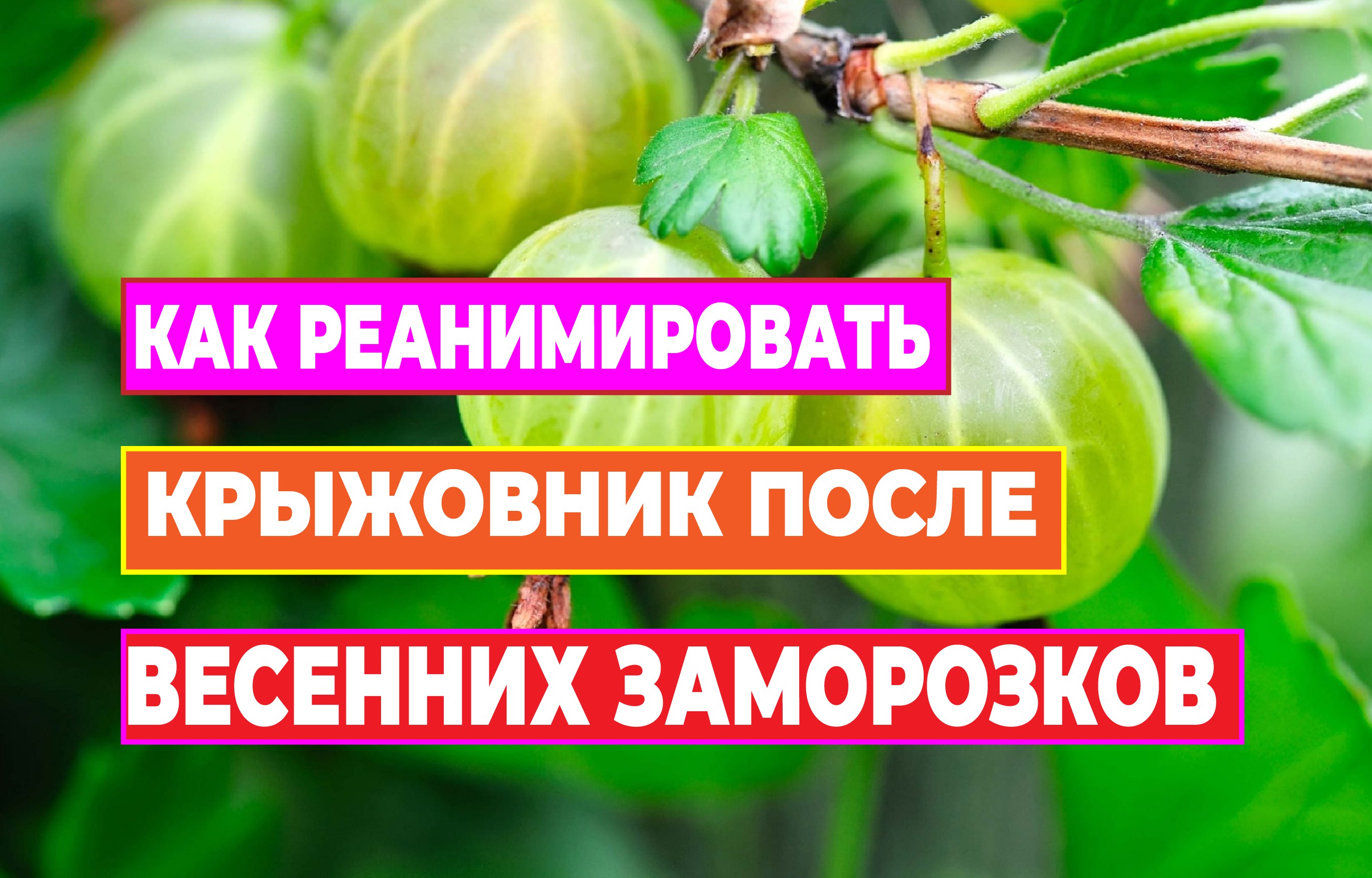 Как помочь крыжовнику после возвратных заморозков.