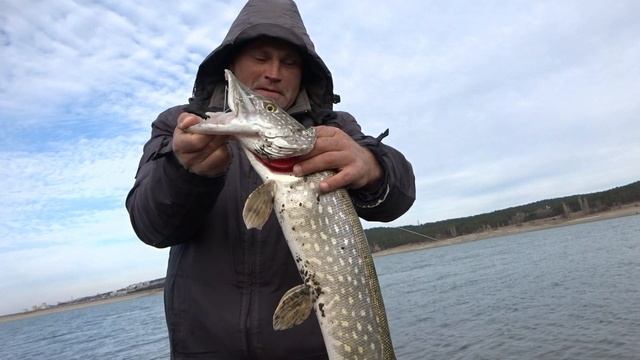 Ловим щуку в ноябре на живца.