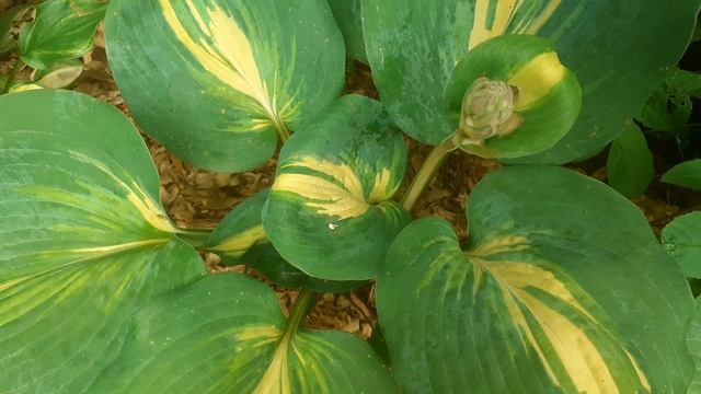 хоста DREAM QUEEN