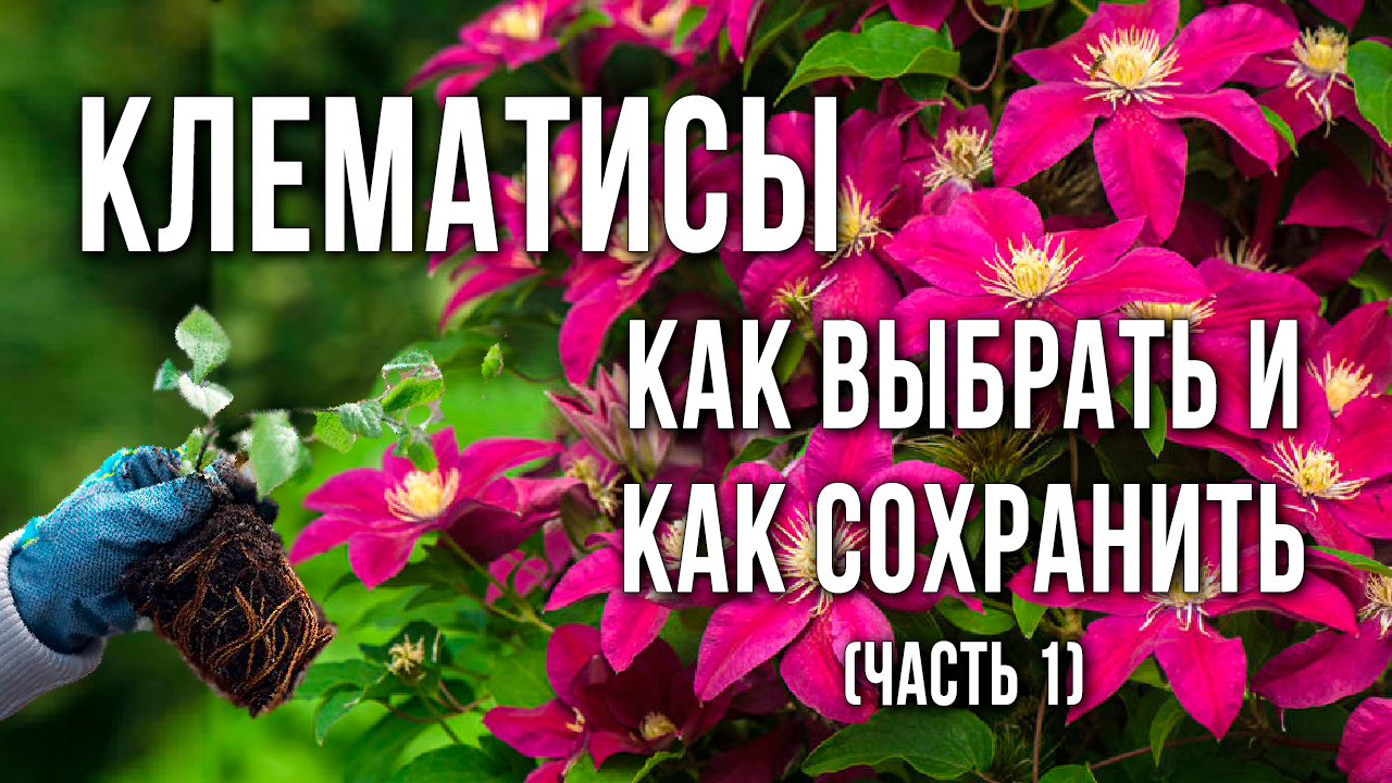 Как выбрать саженец клематиса. Как сохранить саженец клематиса до посадки.