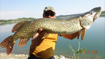 Ловля гигантской щуки летом на живца.2019.