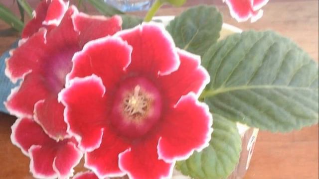 Мой любимый цветок. природа.