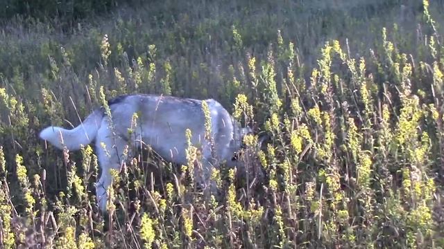 Прогулка в траве.