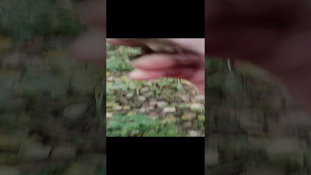 что за гриб? 🍄#rutube