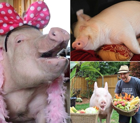 Как выращивают / кормят поросят в царском посёлке Бажаново города Кривой Рог