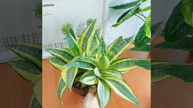 Пора делить? #Сансевиерия Ханни Голд?Желтые #цветы ?Щучий хвост?Тещин язык? #растения #shorts