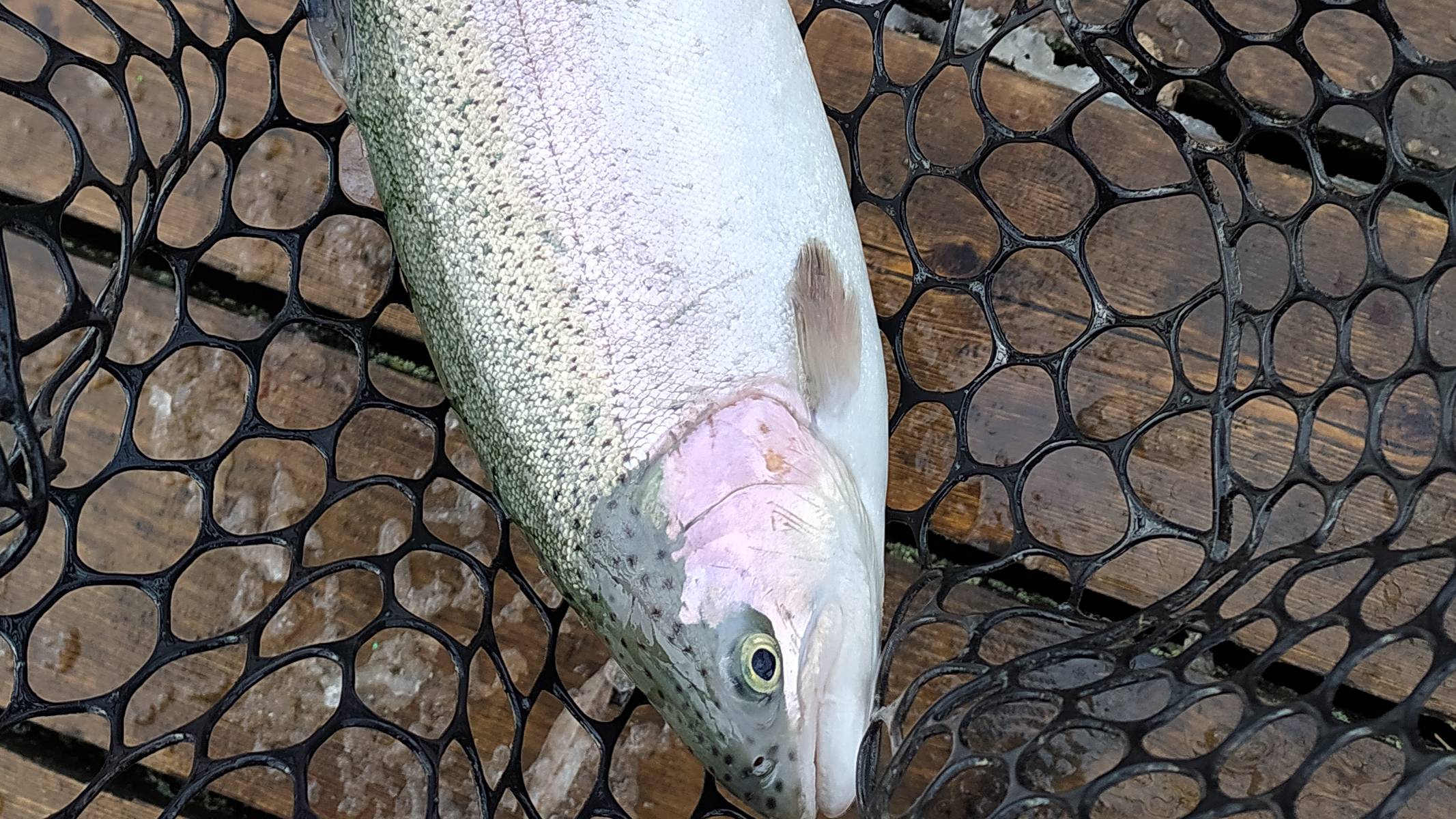 FISHERIX. 27 сентября 2023 года