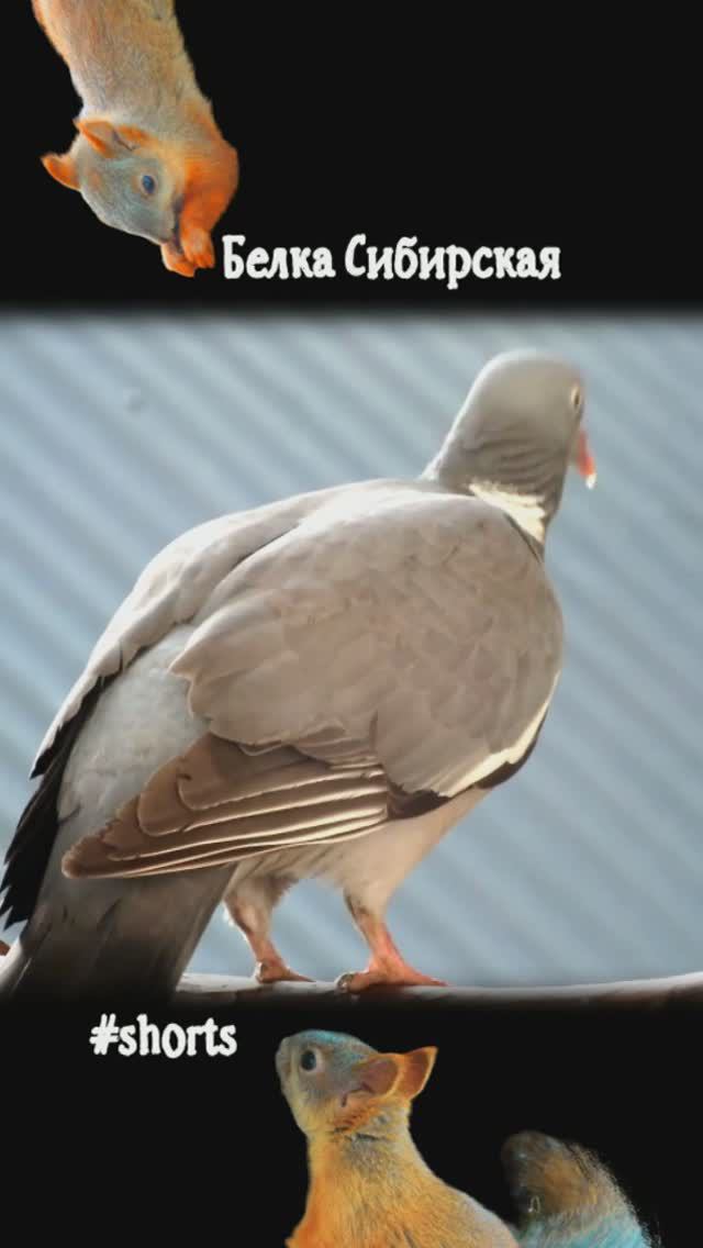 Вяхирь взлетает замедленно