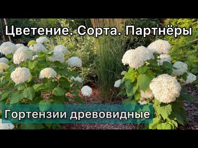 Гортензия древовидная, цветение.Определяем сорт.Опора для кустарника.С чем посадить? Выбор партнеров