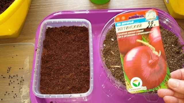 Кипяток, бумага. Сеем лук без пикировки. Всхожесть в 2 раза быстрее.