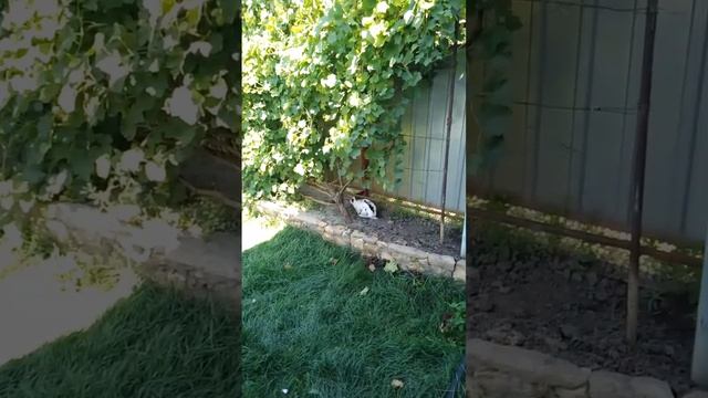 Гости под виноградом