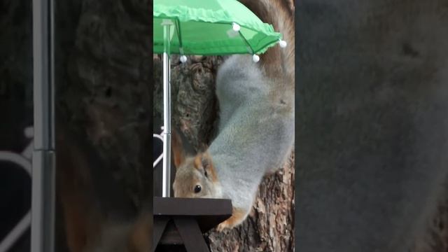 #shorts Белка вверх ногами ест