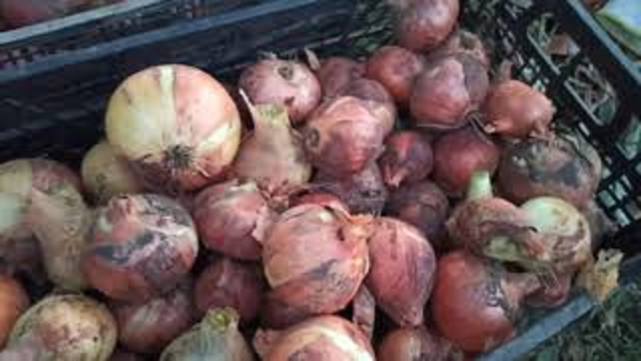 47. ПРИШЛО ВРЕМЯ УБИРАТЬ ЛУК И ЧЕСНОК