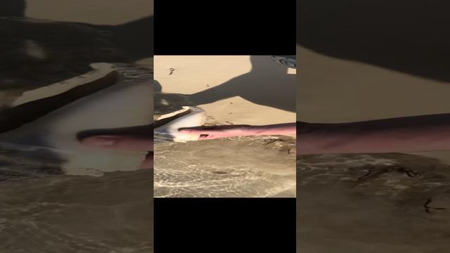 Большая ракушка