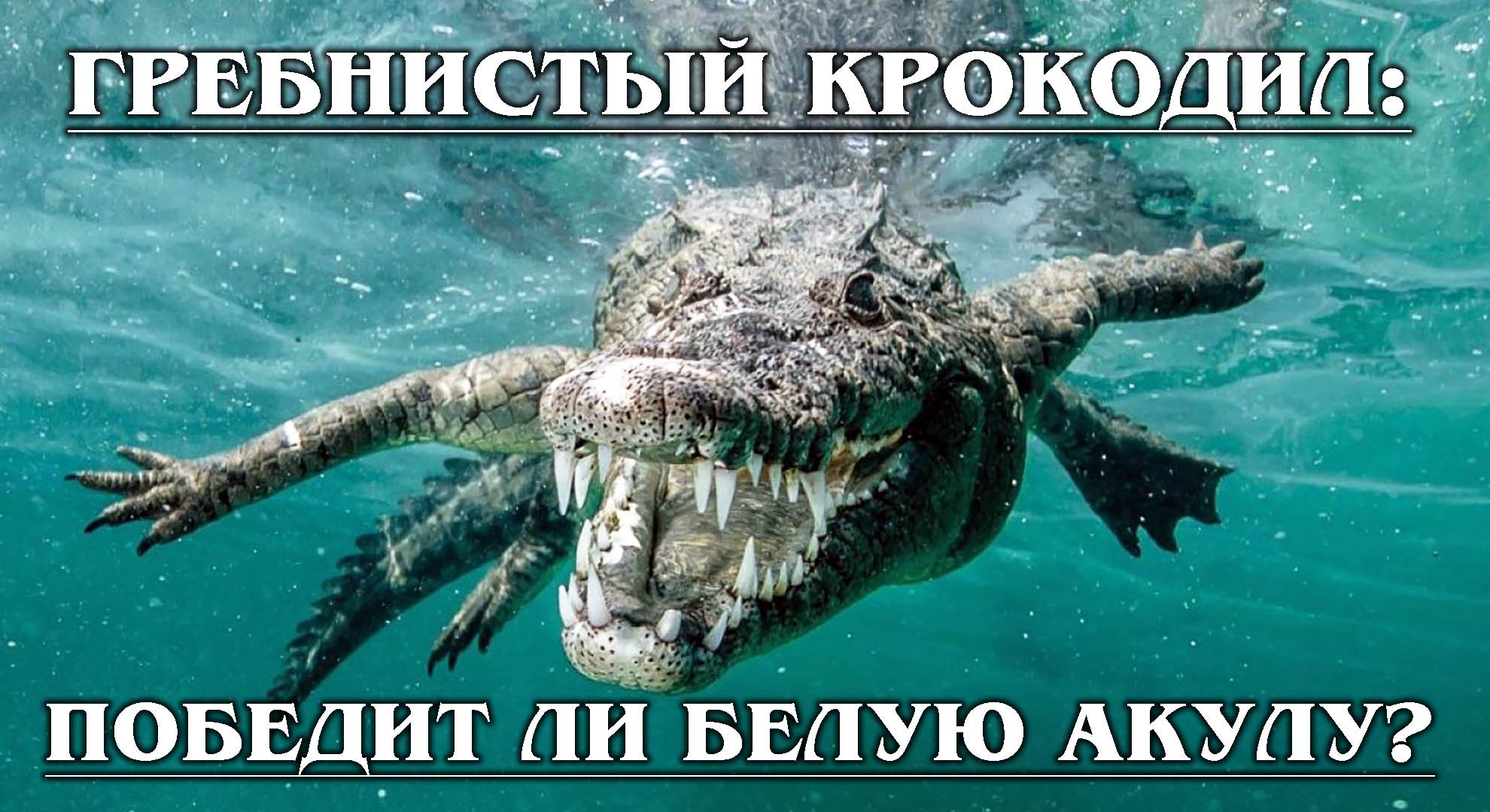 ГРЕБНИСТЫЙ КРОКОДИЛ: Самый большой морской крокодил против белой акулы | Факты про крокодилов и акул