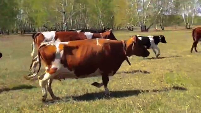 Корова сделает вас счастливым. Владимир Слепцов