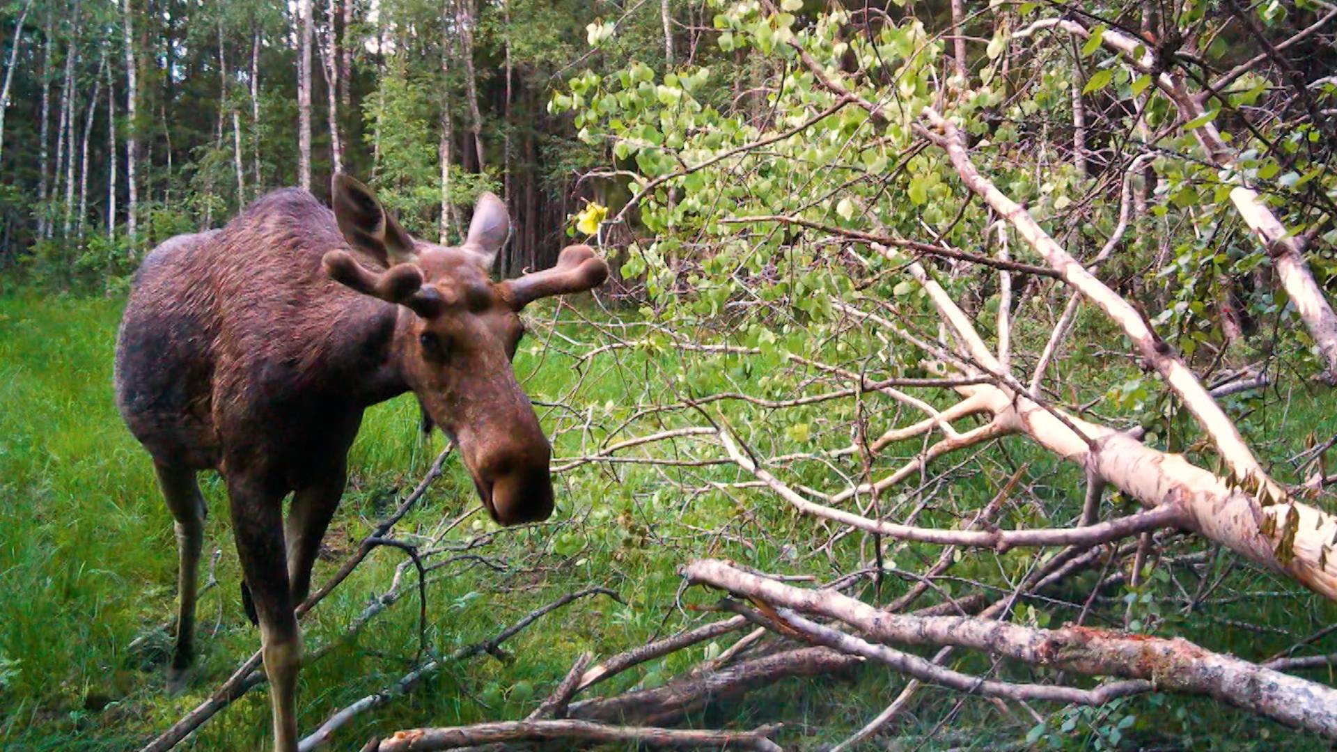 Дикие выходные с Павлом Глазковым. 6 июля