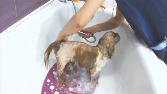 Мастер-класс по применению средств DOCTOR VIC в Академии груминга "Арчибальд"