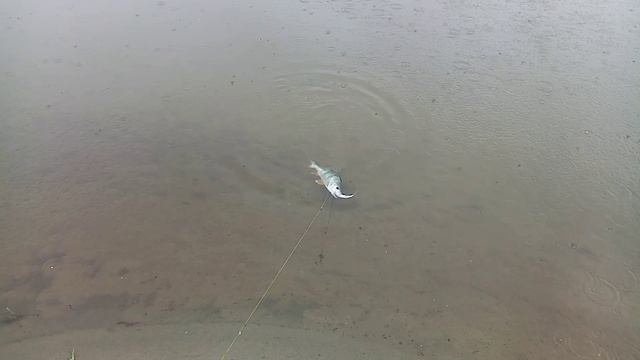 Проверка закидушек вовремя дождя. 11.08.2023г.