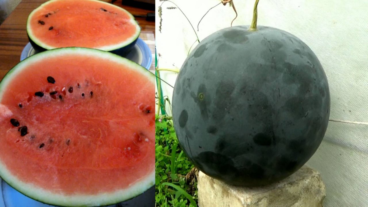 В парнике полностью созрел арбуз. По вкусу не хуже покупных