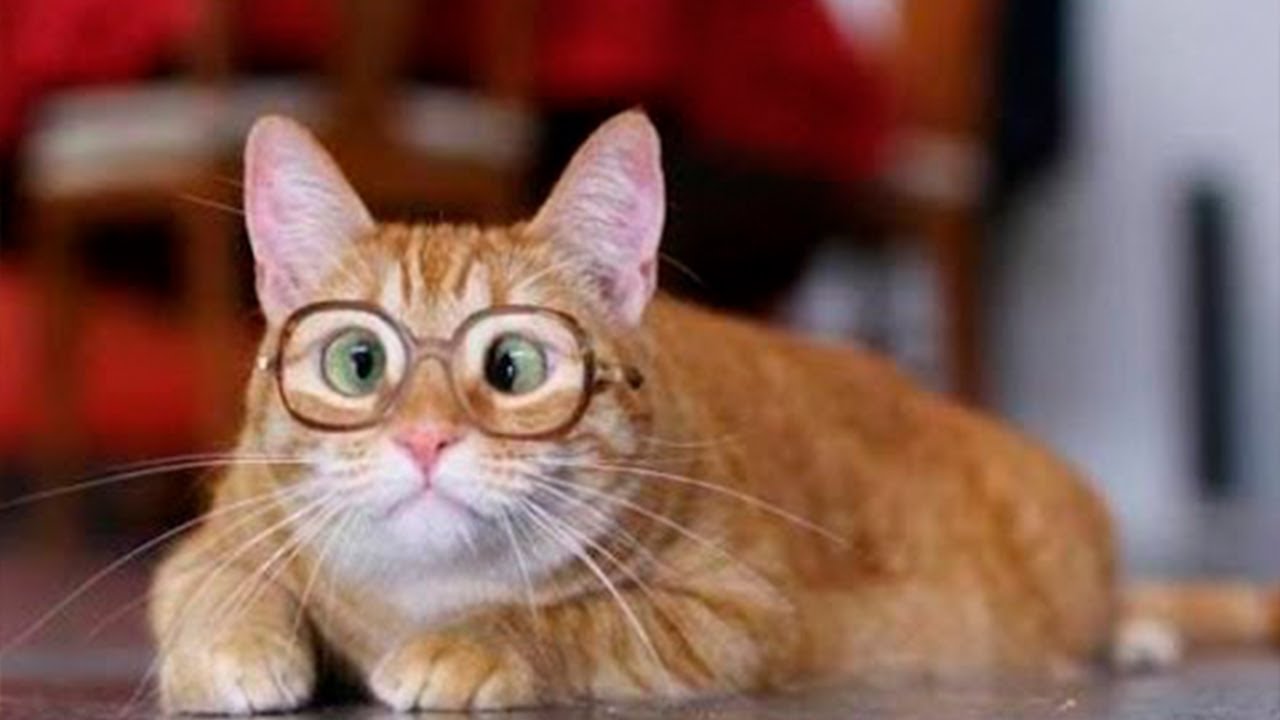 Приколы самые свежие видео с животными 2021