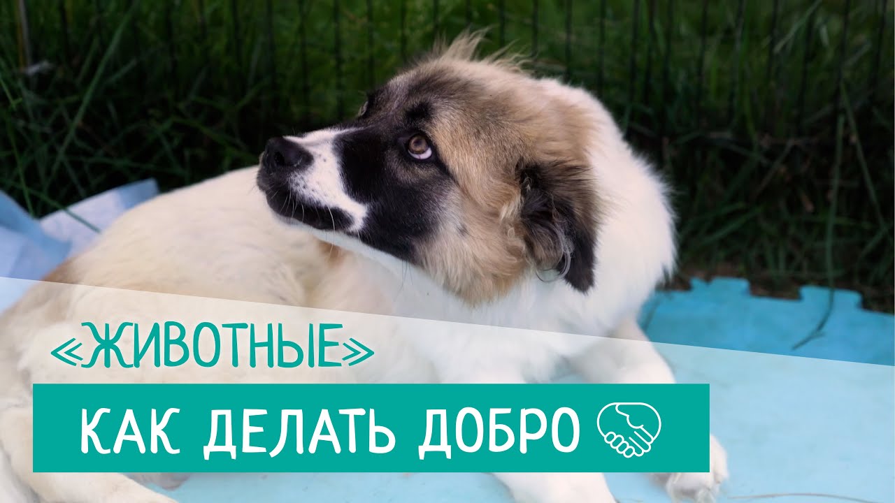 Как делать добро. Серия 7. Животные