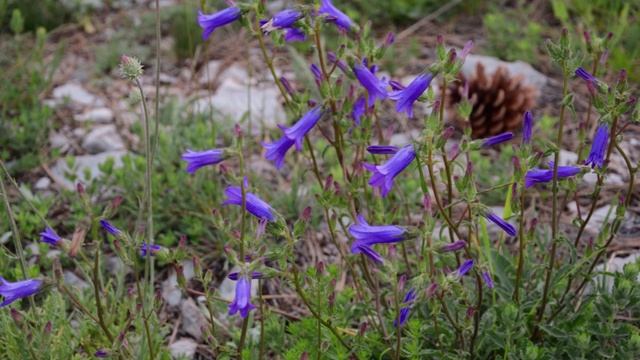 "ВЕСНА - ПОРА ЦВЕТЕНИЯ"... (Фото Ольги Токаревой (Москва) - Поёт Владимир Нечаев).mp4