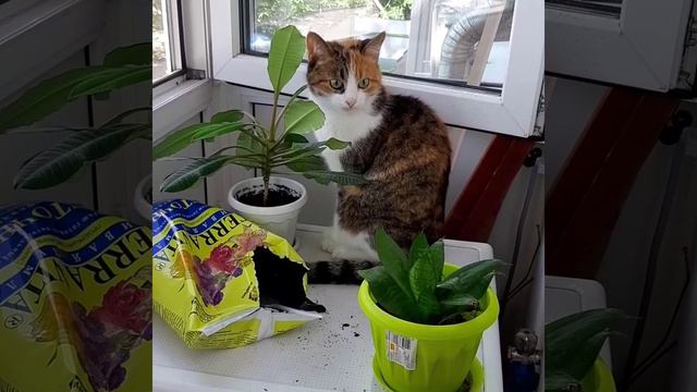 кошка огородница.mp4