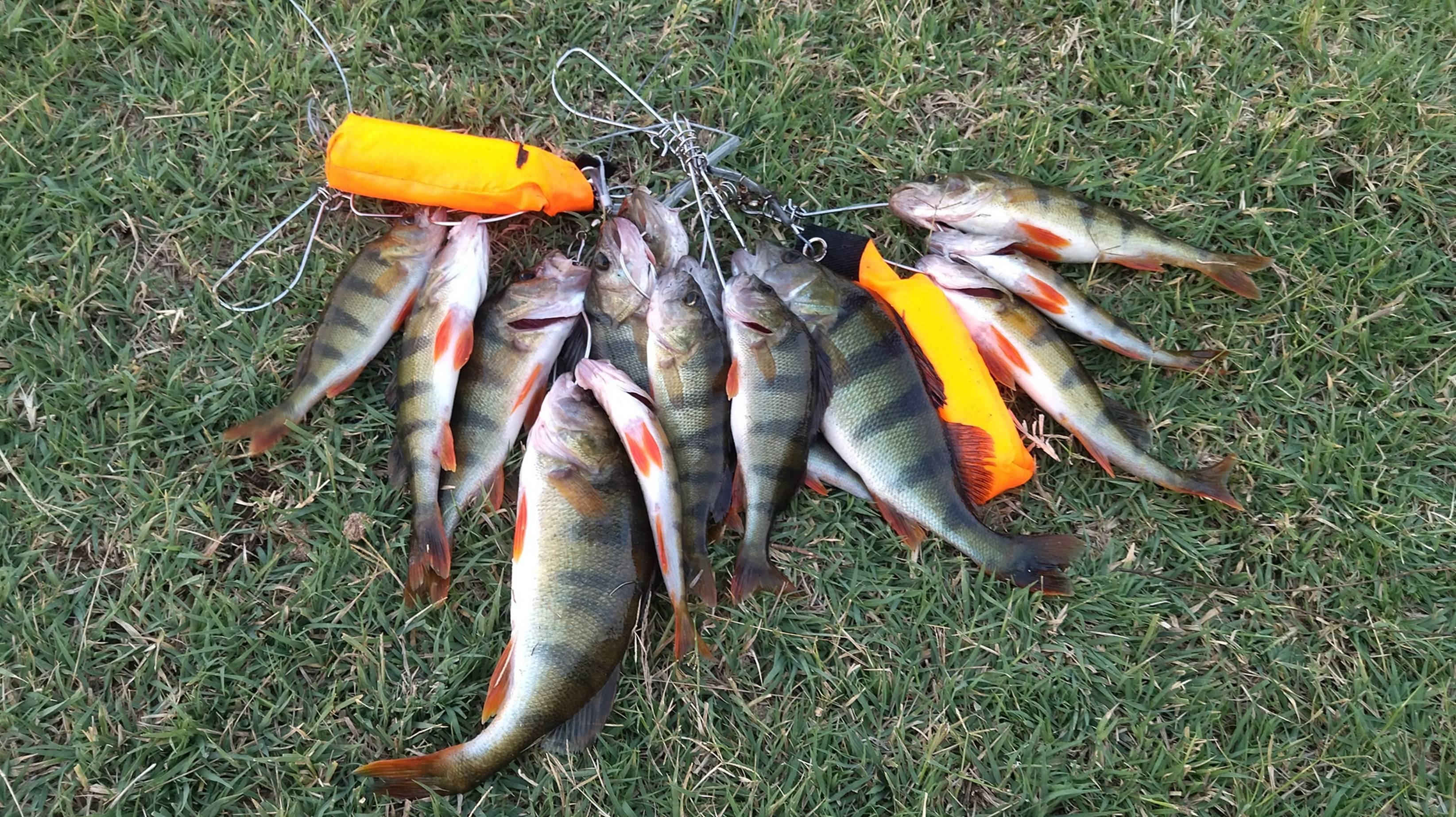 ОКУНЬ НА УЛЬТРАЛАЙТ. ОТКРЫЛ ЛОДОЧНЫЙ СЕЗОН В АВГУСТЕ:)