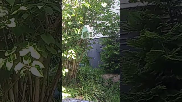 Кормушка. природа.