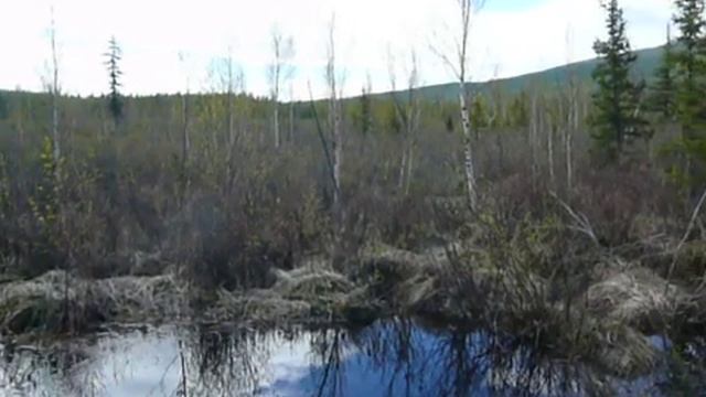 Сибирское ерниковое болото (продолжение) 35