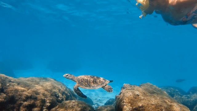 Подводный мир острова Thoddhoo Maldives
