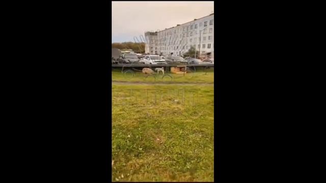 Голодный волк зашел в посёлок