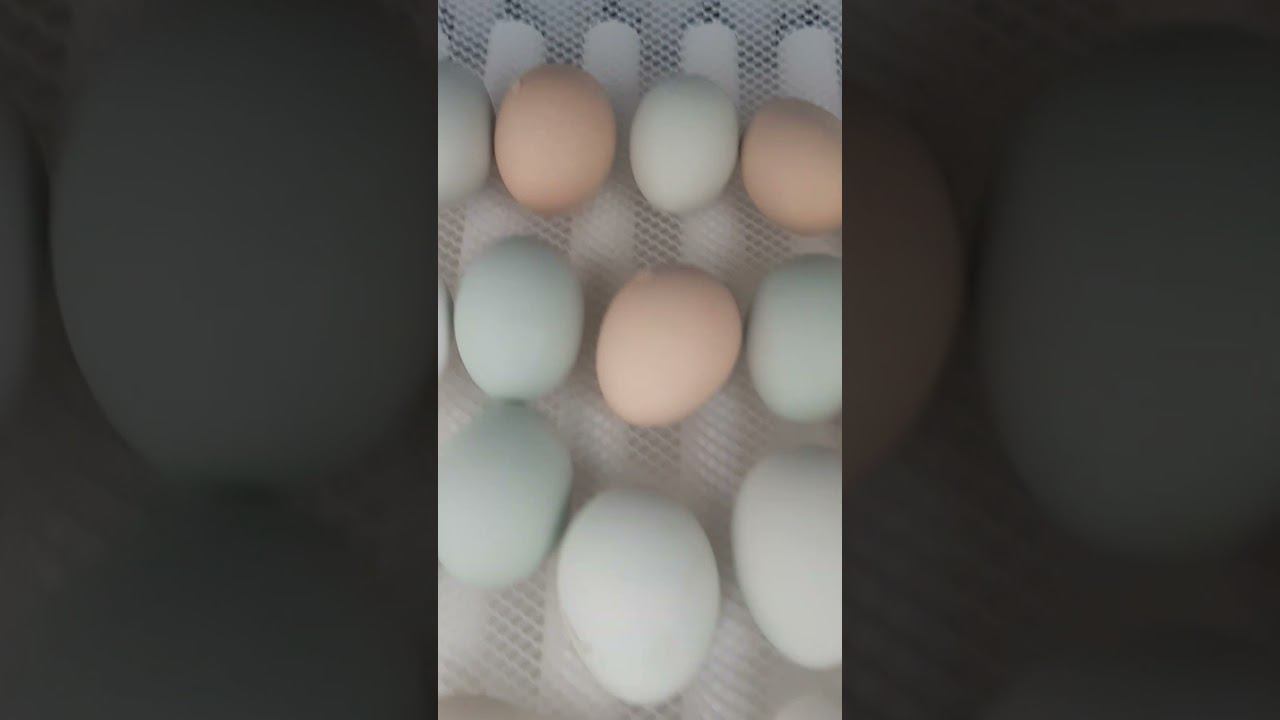 Первый цыпленочек #вылупление #несушки #цыплята