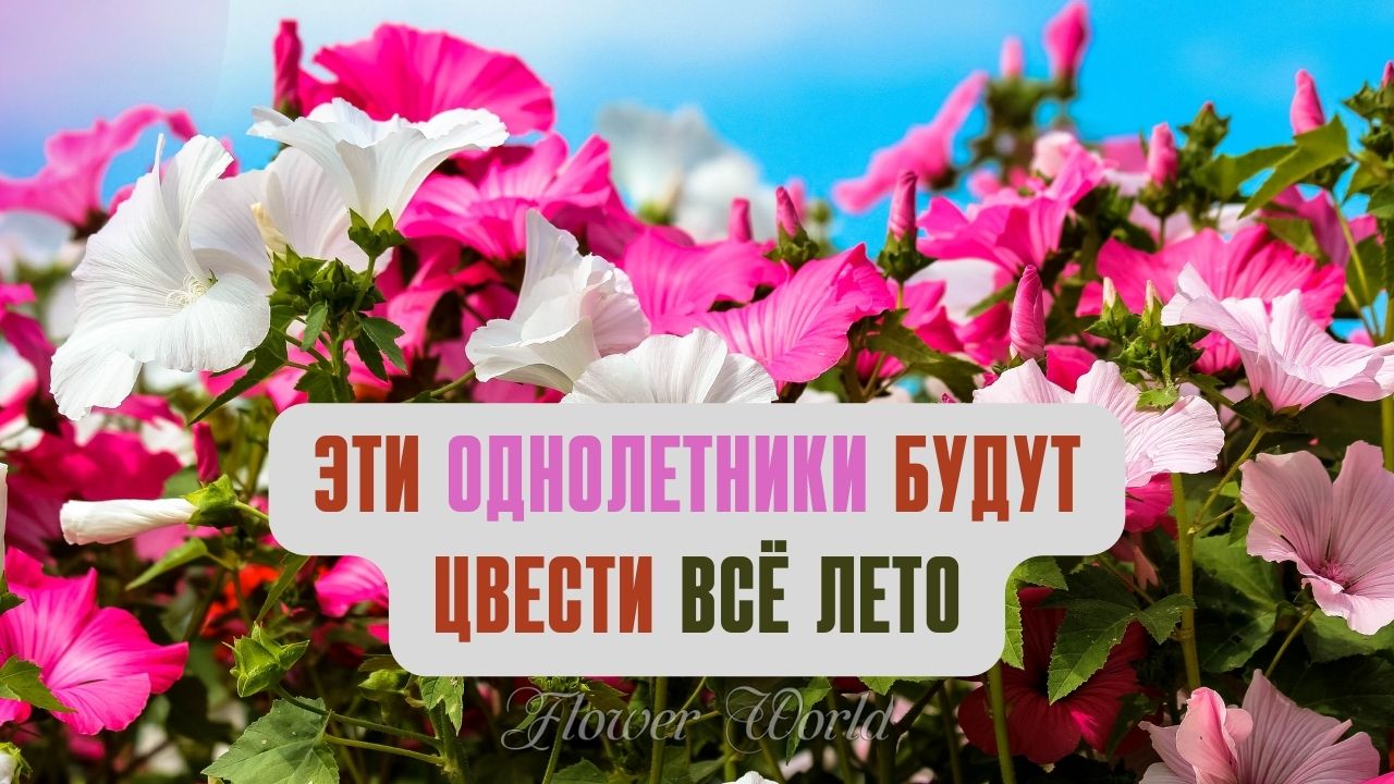 Эти однолетники будут цвести всё лето.💐