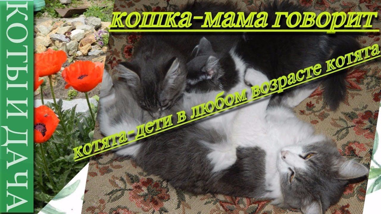 Улет! Кошка-мама говорит:котята- дети в любом возрасте котята-дети.Funny Cats.