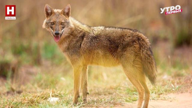 Рубрика «Фотоловушка»: животные Абхазии | ЗООМАНИЯ