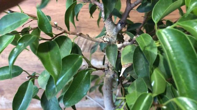 Бонсай из Фикуса Бенджамина