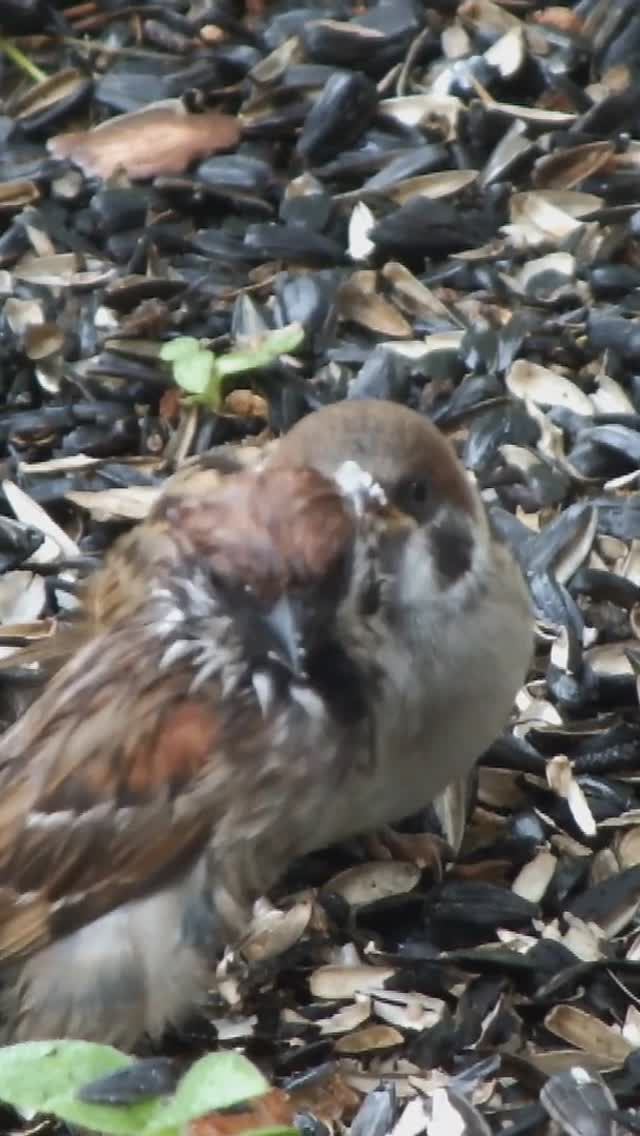 Воробушка кормят