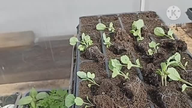 ? Огородный Vlog. Занимаюсь с рассадой капусты.