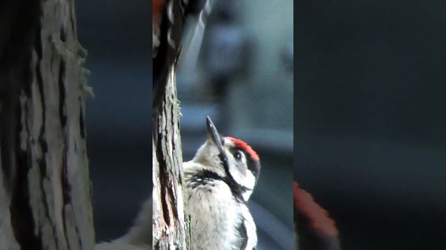 Семья дятлов на дереве