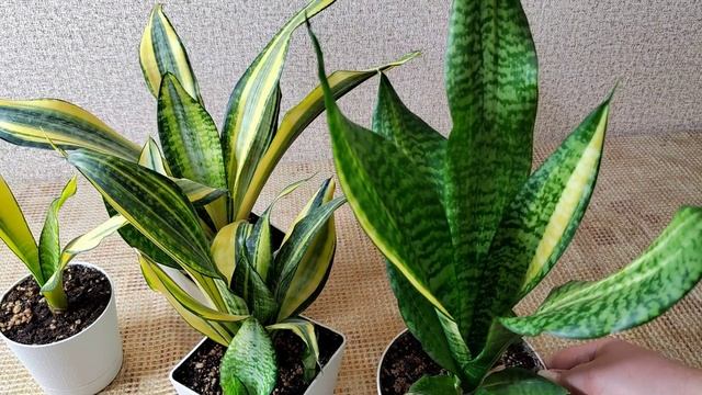 Сансевиерия Футура вариегатная. Солнечные мамочки и яркие детки.