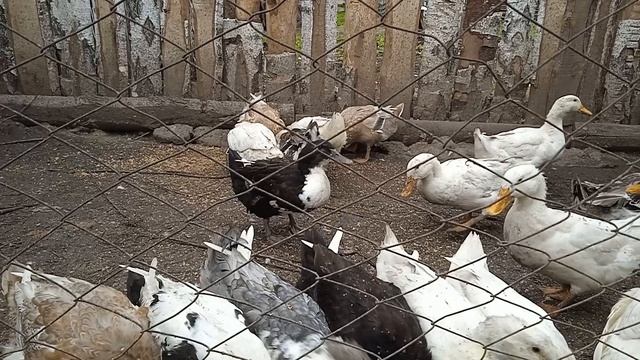 Таких обжор я еще не видел