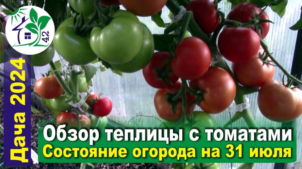 Обзор теплицы с томатами, зреет урожай. Дача на 31.07.2024