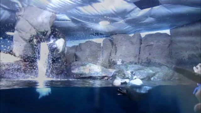 Аквариум в Каттолике .Италия.