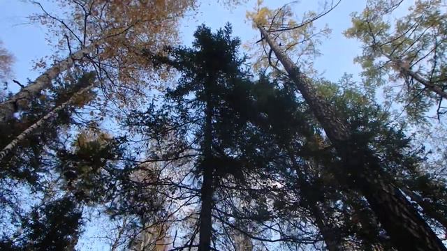 Вспомогательные способы ориентирования. Часть 22