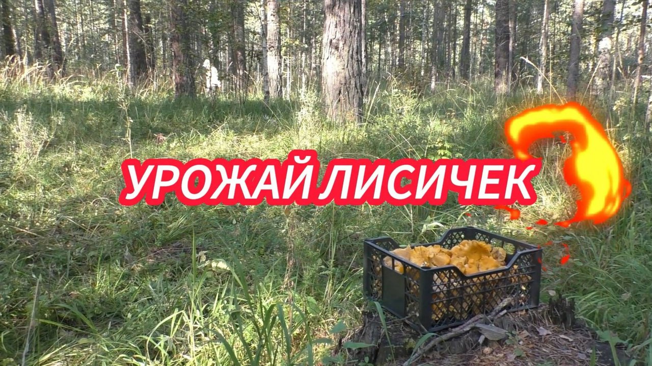 Урожай лисичек
