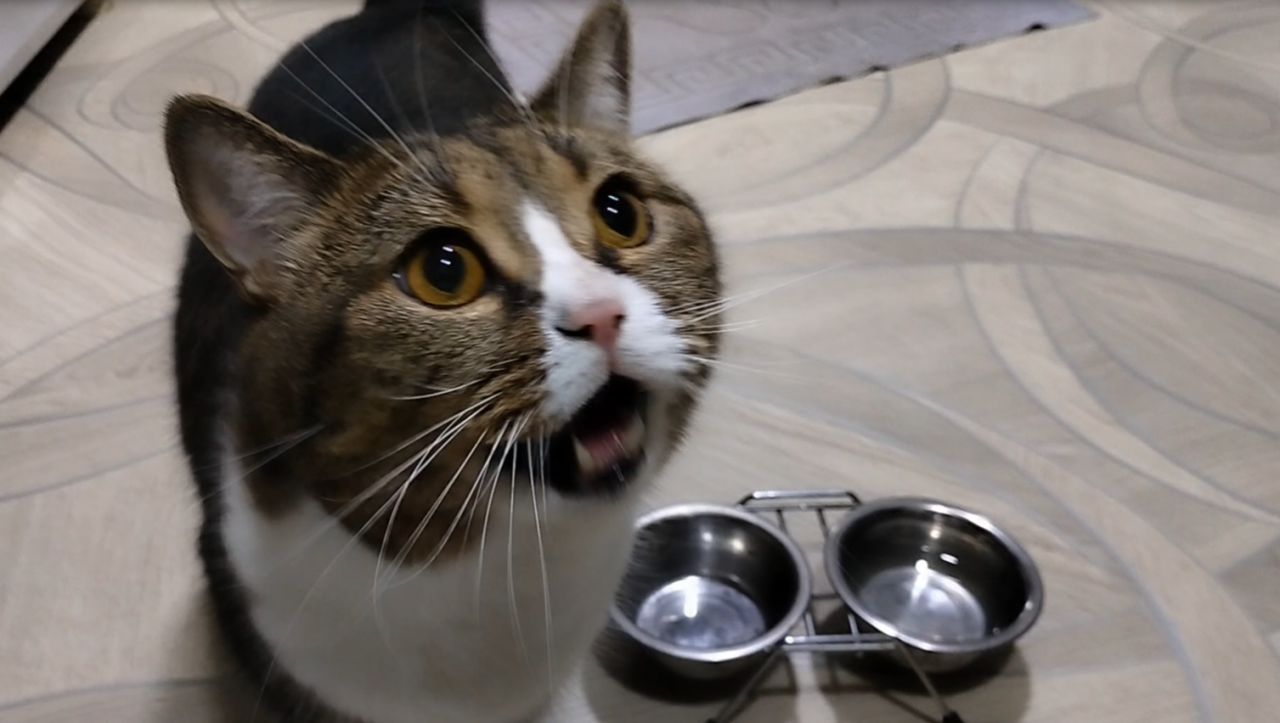 Британский кот ужинает полезный корм