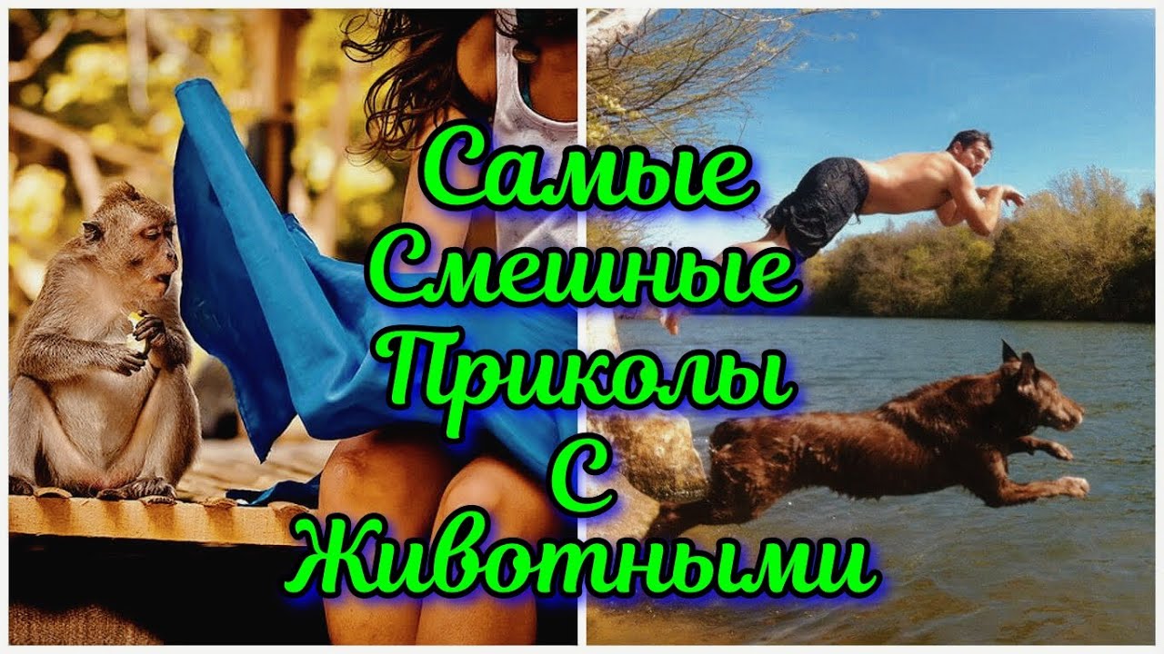 Лучшие Приколы 2022 Смешные видео - Я РЖАЛ ДО СЛЕЗ / Лучшие Приколы #117